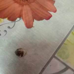 Meet your Posher, Dalbeer